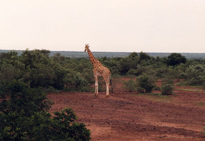 Zentralafrika, Kamerun: Rundreise - Giraffe