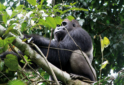 Zentralafrika, Kamerun: Rundreise - Gorilla-Mnnchen im Baum